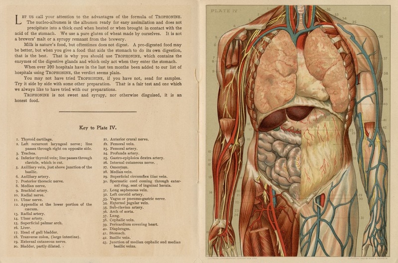 Anatomy Photo.JPG