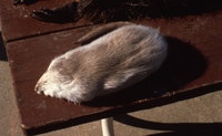 E-Muskrat Skin-2.jpg